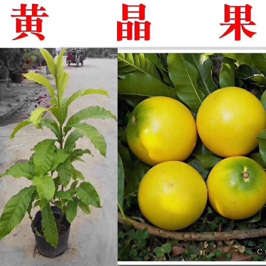 阳春市黄晶果树苗 黄晶果树苗
