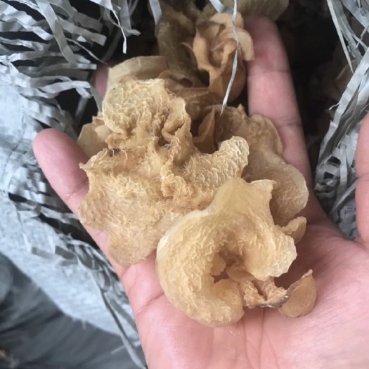 鱼台县羊肚耳