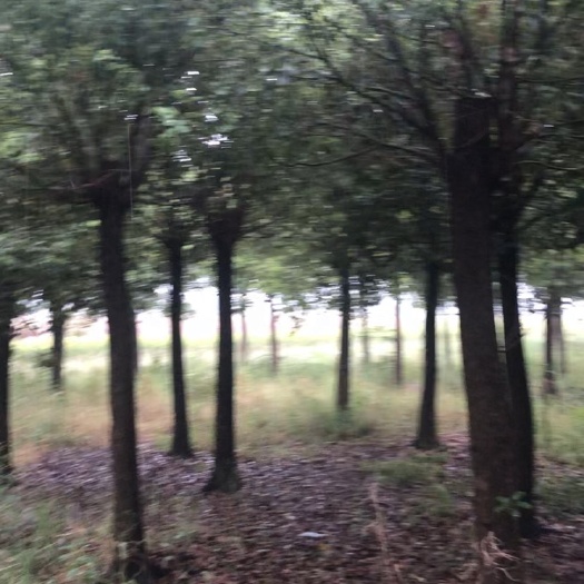 铜陵全冠香樟 
