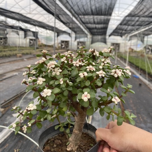漳州 金枝玉叶盆栽老桩造型多肉雅乐之舞花卉盆景