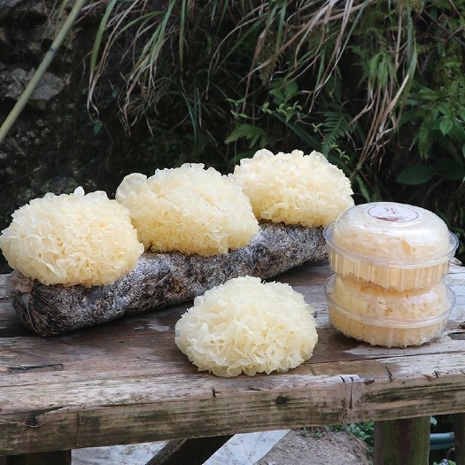 古田县新鲜银耳 6朵装古田活鲜雪耳鲜活湿白木耳糯出胶丑耳银耳