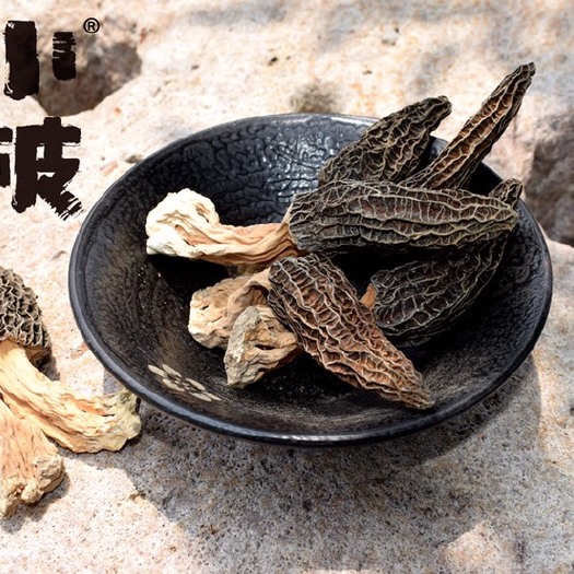 聊城羊肚菌菌种  羊肚菌种植菌种基地直供