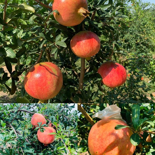 突尼斯软籽石榴  宫家村软籽石榴硕果又红又大，精美礼盒，粒粒饱满无需吐渣，味甜