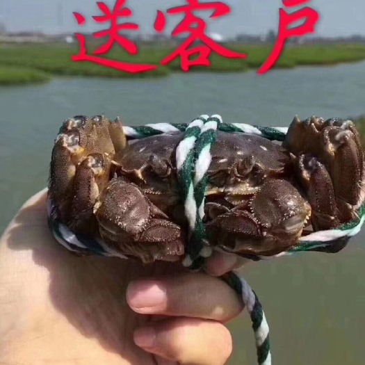 兴化市 兴化大闸蟹，蟹塘直发，硬规格，各种规格都有价格美丽！