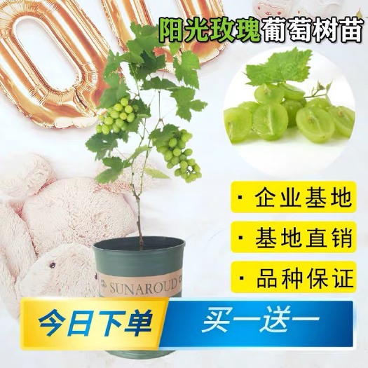 平邑县阳光玫瑰葡萄树苗 嫁接新品种阳光玫瑰葡萄苗基地直销