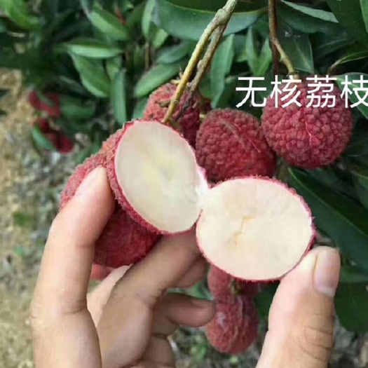 灵山县 荔枝苗 无核荔枝苗 最贵最好吃的品种 嫁接苗 结果快产量高