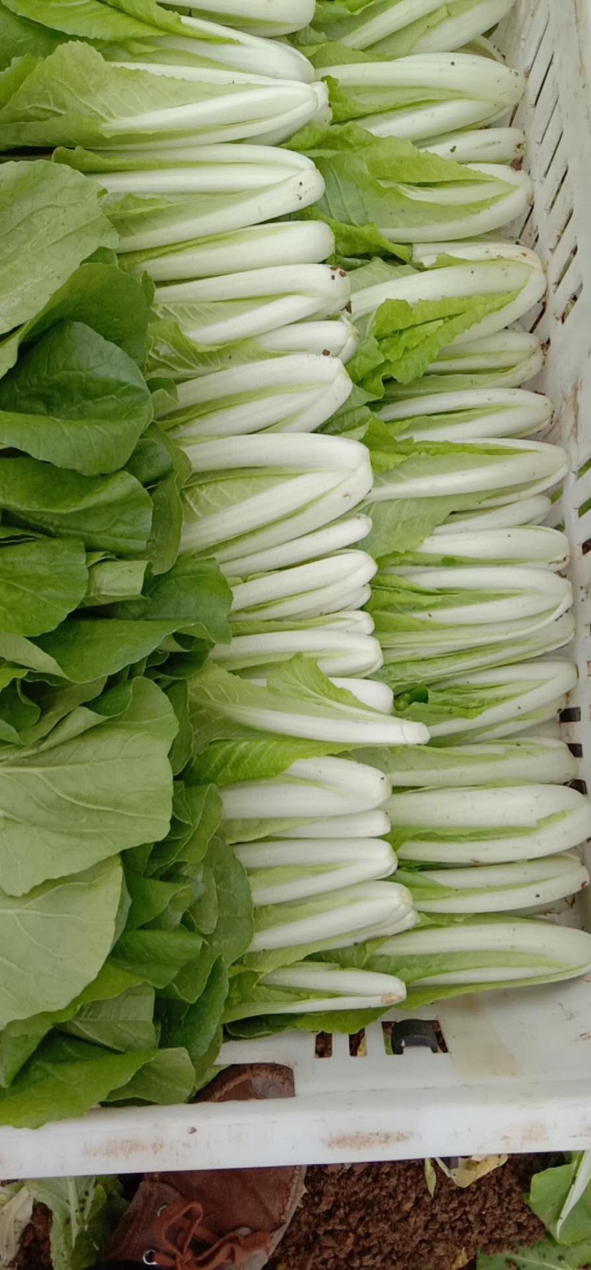 毛白菜速生小白菜本人专业从事蔬菜批发代办