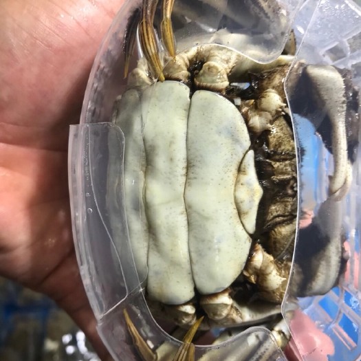 佛山高淳大闸蟹 统货 多规格 