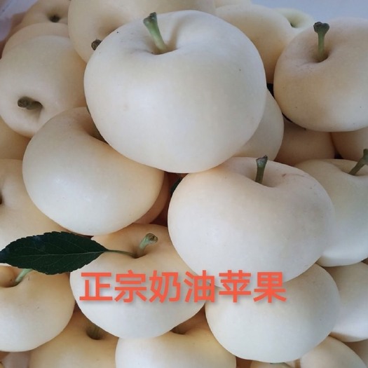 蒙阴县山东新鲜黄金奶油富士苹果牛奶苹果奶油白苹果当季脆甜果园直发