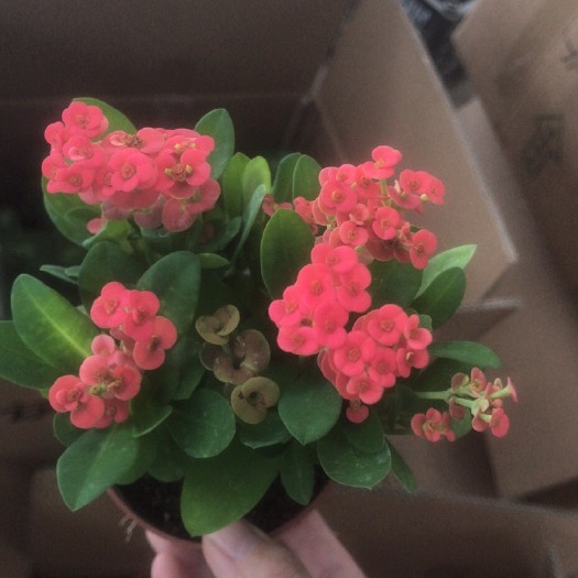 漳州多肉虎刺梅 虎刺梅