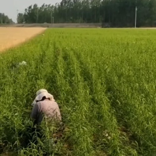 沂水县山东油桃苗大量供应，中油油桃品种纯正，早熟晚熟品种都有