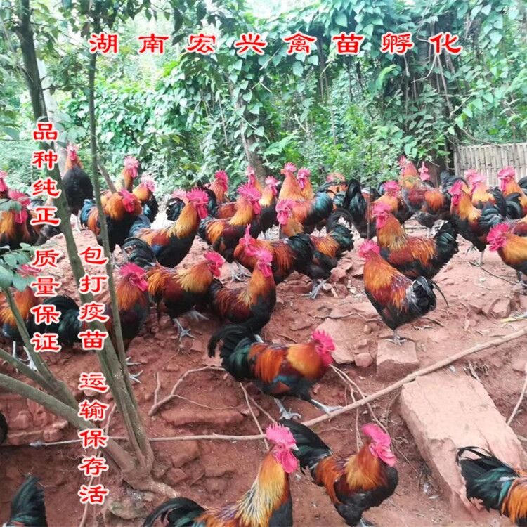衡阳黑瑶鸡苗  厂家热销黑瑶公鸡苗红毛公鸡苗红瑶鸡苗土鸡苗蛋鸡苗