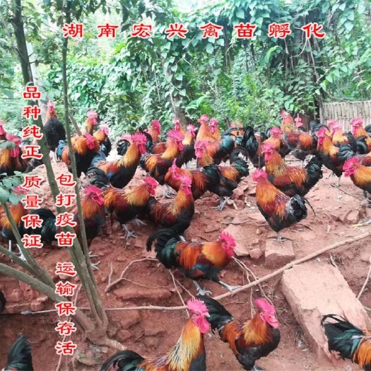 衡阳黑瑶鸡苗  厂家热销黑瑶公鸡苗红毛公鸡苗红瑶鸡苗土鸡苗蛋鸡苗