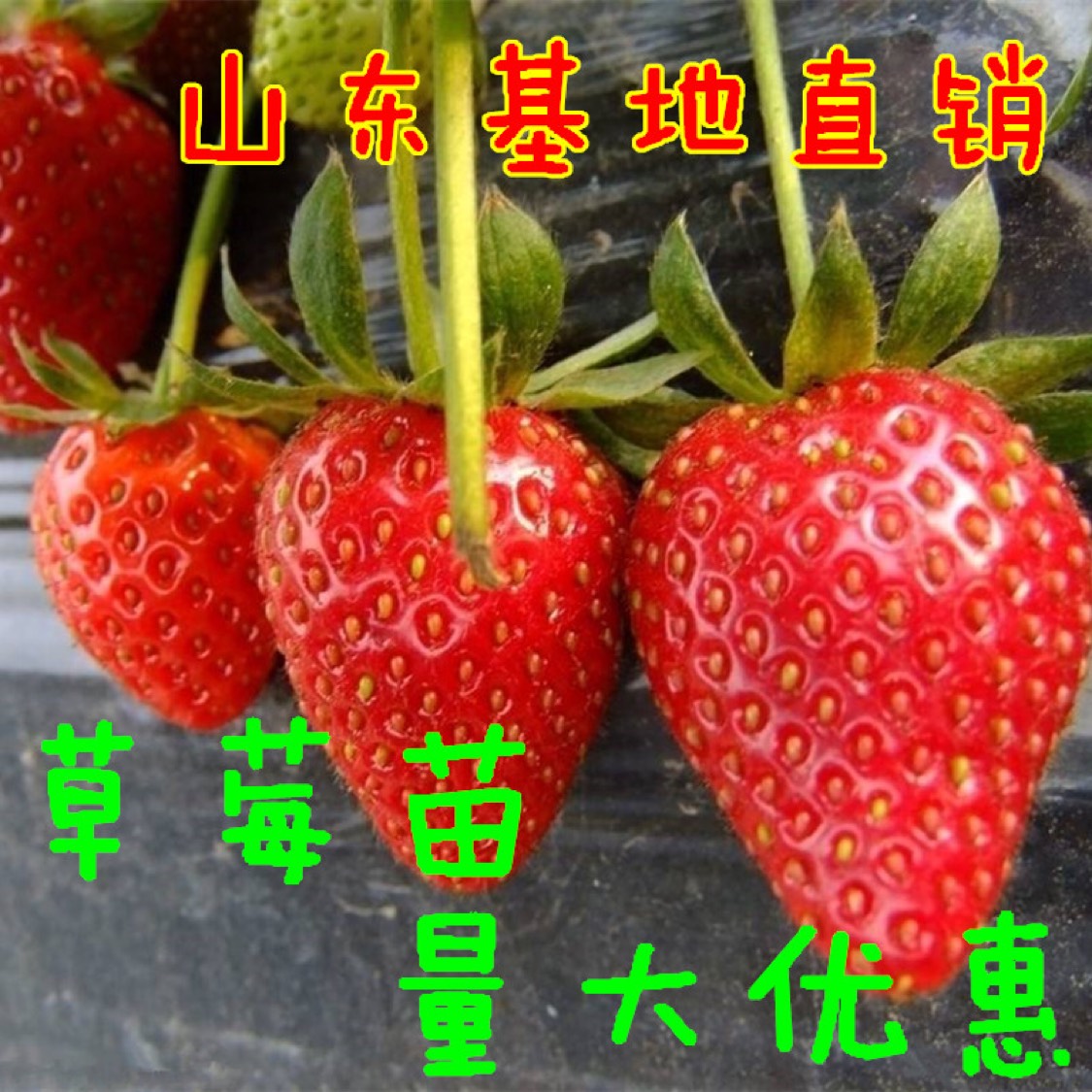 优质草莓苗基地直供现挖现发四季奶油草莓苗当年结果地栽盆栽草莓