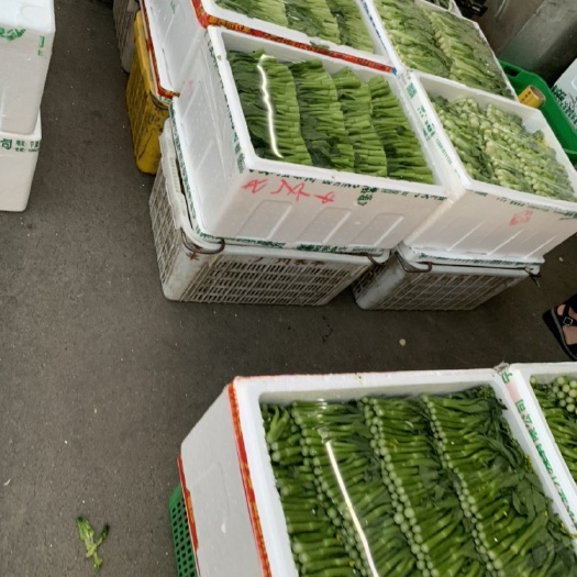 深圳黑叶小白菜 各类叶菜供应，菜心苗小白菜上海青春菜等等，承接食堂学校