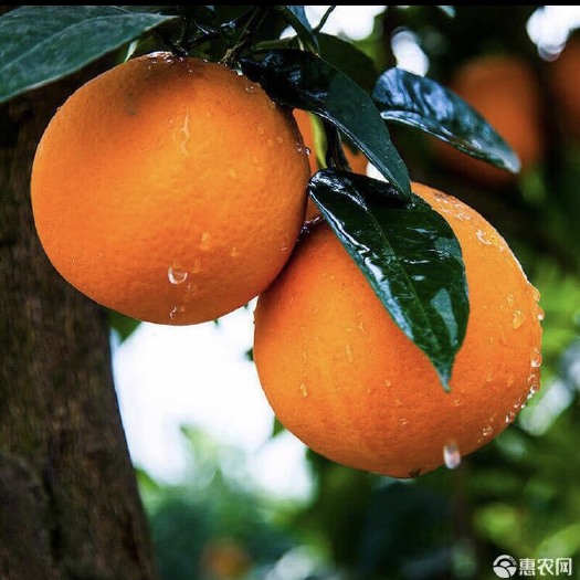 瑞金市甜橙 正宗赣南脐橙
