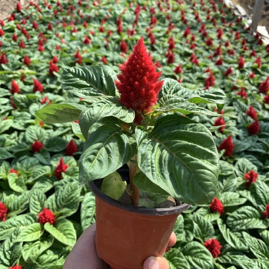 青州市青州鸡冠花种植基地 绿叶一支笔价格 质量好的鸡冠花