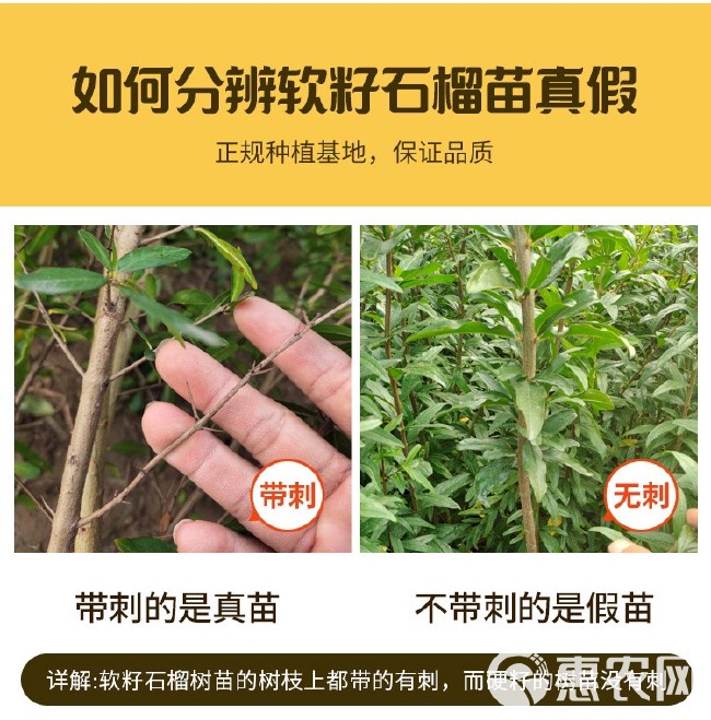 石榴树苗突尼斯软籽石榴苗盆栽地栽南北方种植大红袍石榴当年结果