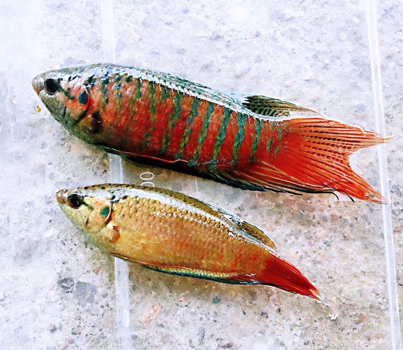  中國斗魚普叉活體原生魚優(yōu)質(zhì)淡水觀賞魚【批發(fā)】