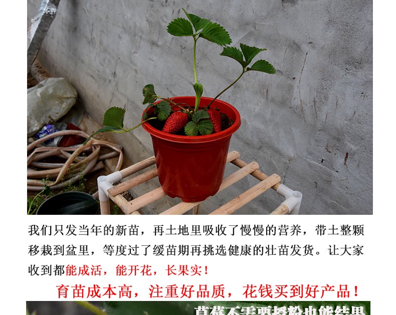 优质草莓苗基地直供现挖现发四季奶油草莓苗当年结果地栽盆栽草莓