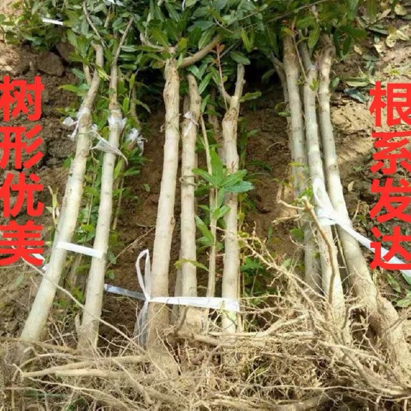 石榴树苗突尼斯软籽石榴苗盆栽地栽南北方种植大红袍石榴当年结果