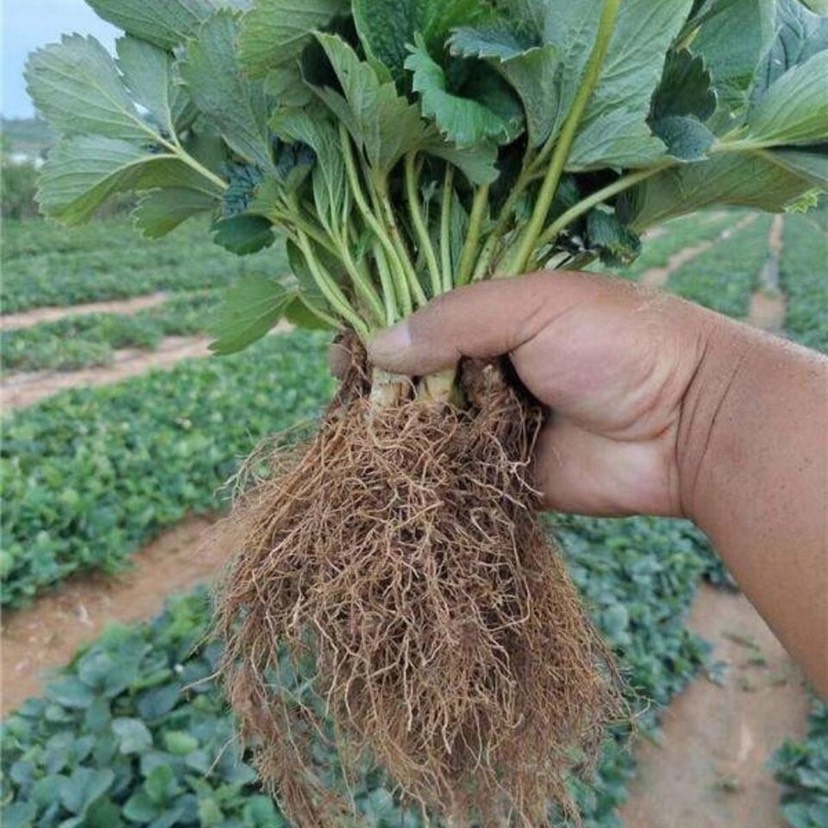 优质草莓苗基地直供现挖现发四季奶油草莓苗当年结果地栽盆栽草莓