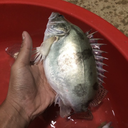 鹿寨县斑鳜 鳜鱼，桂鱼，规格1.2到2斤