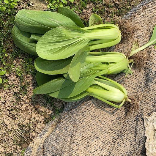 虞城县精品中小颗上海青，