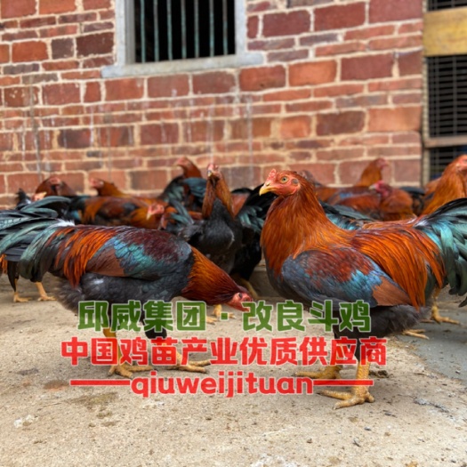 贵阳斗鸡苗  （改良斗鸡）店铺有纯种越南斗鸡