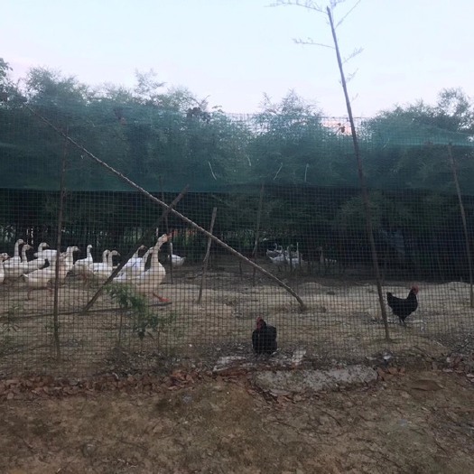 南京草鸡蛋 量大优惠，正规合法。小孩吃，大人吃也可以送人