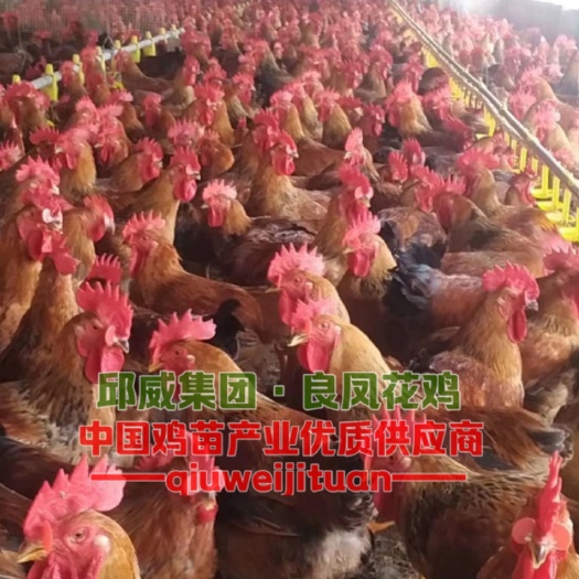 贵阳良凤花鸡苗  外貌清秀 羽毛丰满 羽色光亮
