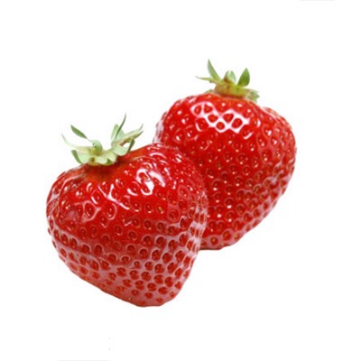 优质草莓苗基地直供现挖现发四季奶油草莓苗当年结果地栽盆栽草莓