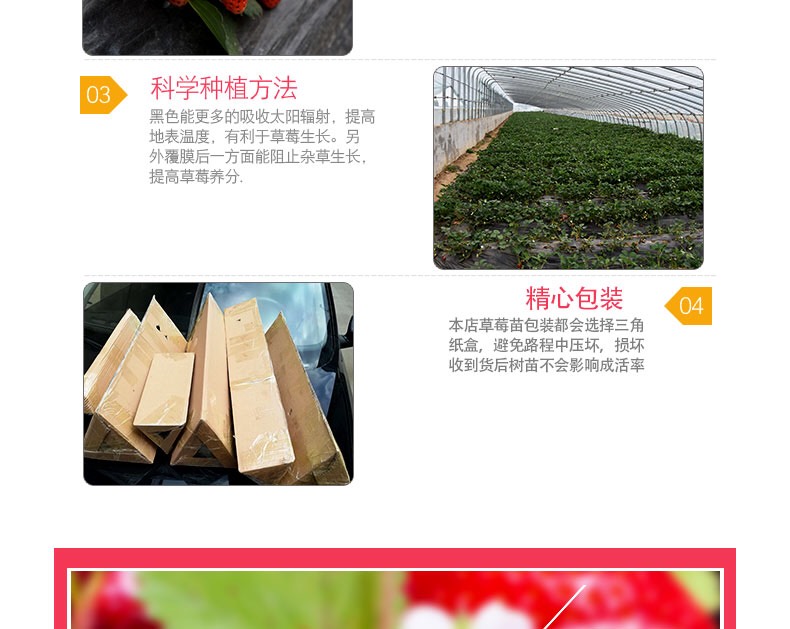 优质草莓苗基地直供现挖现发四季奶油草莓苗当年结果地栽盆栽草莓