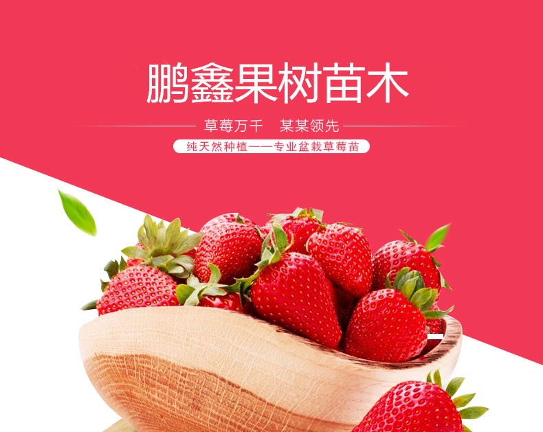 优质草莓苗基地直供现挖现发四季奶油草莓苗当年结果地栽盆栽草莓