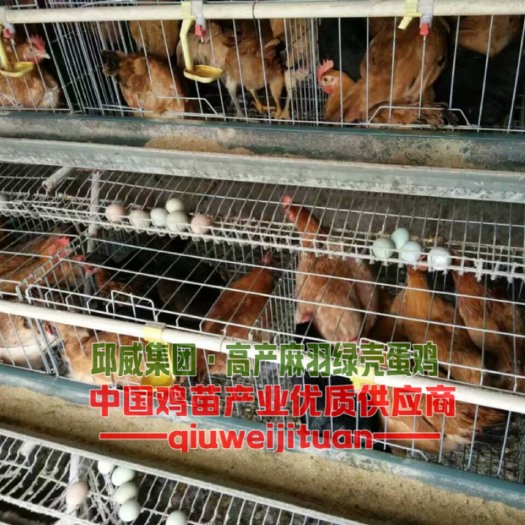 贵阳麻羽高产绿壳蛋鸡苗  （量大优惠）
