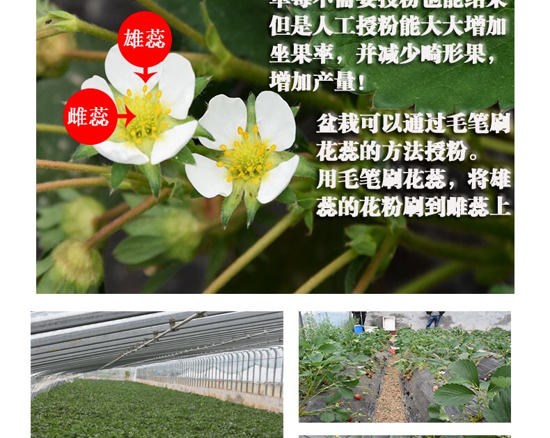 优质草莓苗基地直供现挖现发四季奶油草莓苗当年结果地栽盆栽草莓