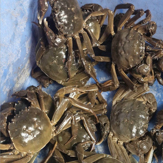稻田大闸蟹 母蟹 多规格 