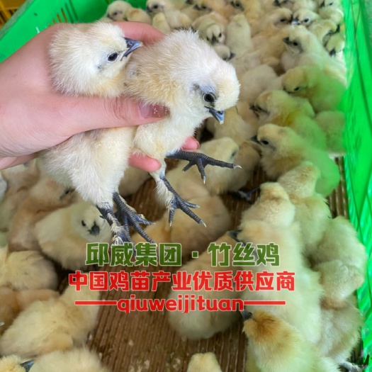 贵阳泰和乌鸡苗  (竹丝鸡)