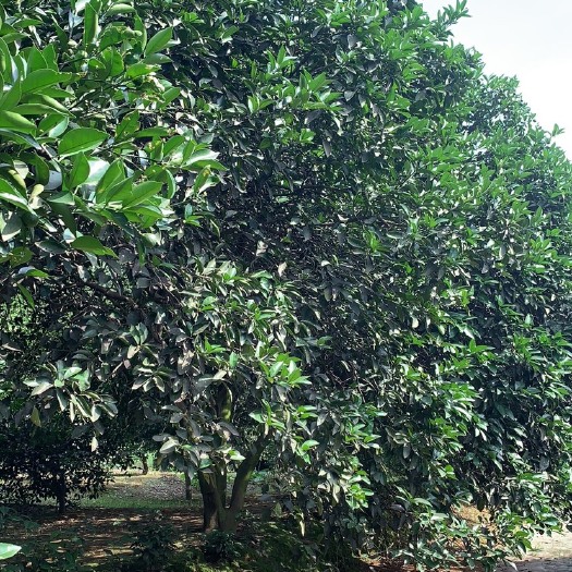 香橼树  供应3-5米的丛生香橼