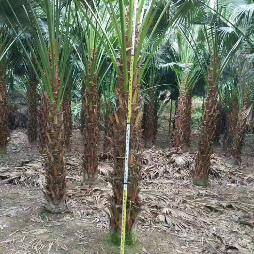 漳州蒲桃  蒲葵树全国种植基地福建精品蒲葵树产地直销 四川重庆蒲