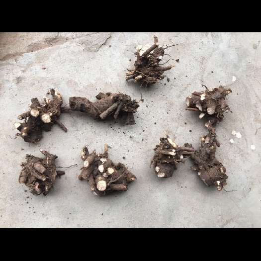 中江县四川中江老品种白芍芽头开始接单种植大户，国庆节大量採挖芍药。