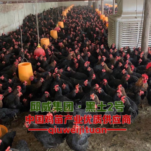 贵阳黑土2号鸡苗 （黑土二、三、五）