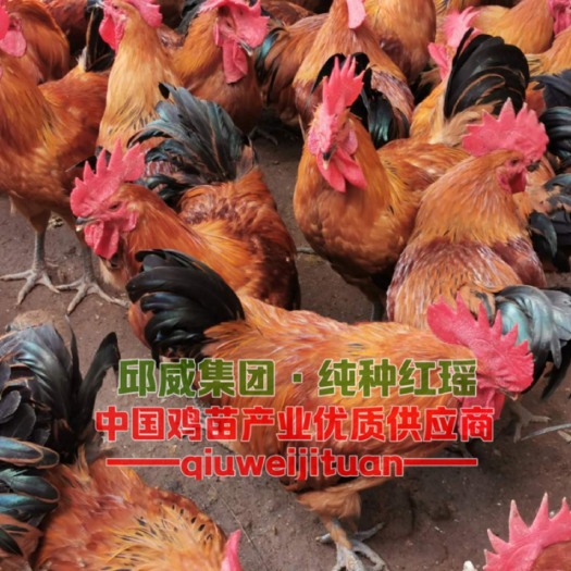 贵阳红瑶鸡苗 （瑶山鸡）有大种