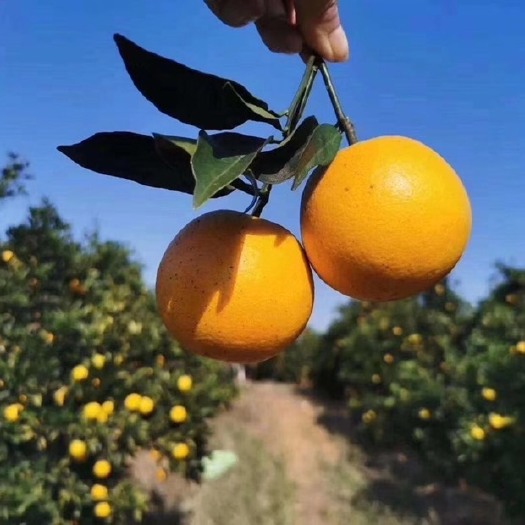 永兴县永兴冰糖橙
