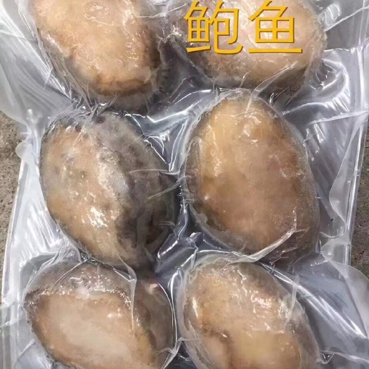  活冻大鲍鱼 不是大连鲍鱼 是东山鲍鱼