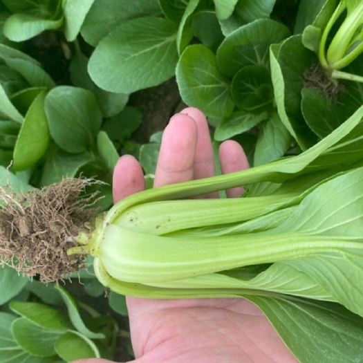 虞城县上海青 10~15cm 