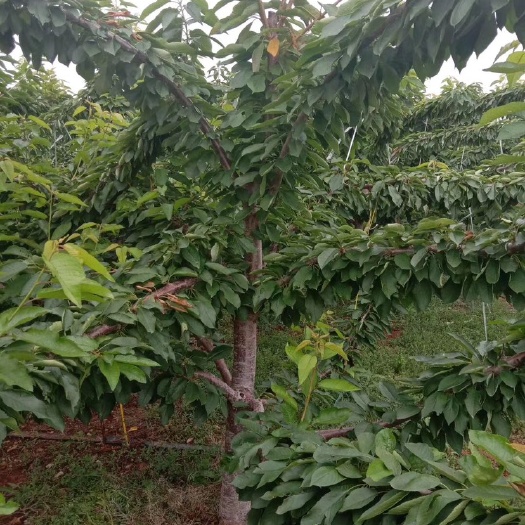 潍坊布鲁克斯樱桃树苗 十公分左右的美早樱桃树，黄密樱桃树，布鲁克斯樱桃树，包品种