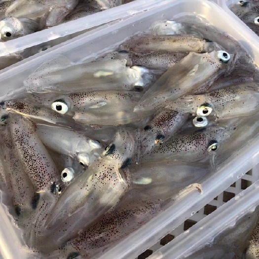 冻笔管鱼 活冻一口管