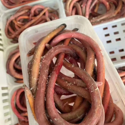血鳗