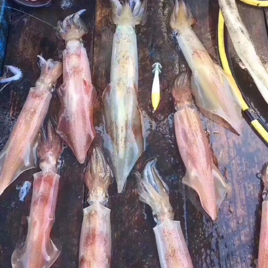 东山县大管鱿鱼 手钓大管